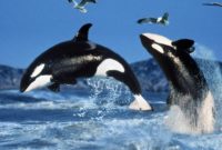 ikan paus orca ikan paus orca